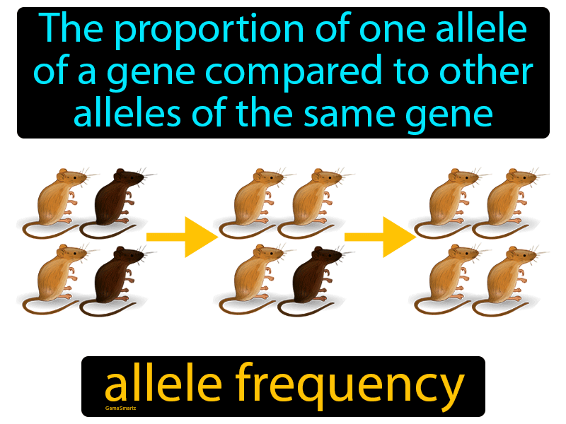 Allele Frequency Definition