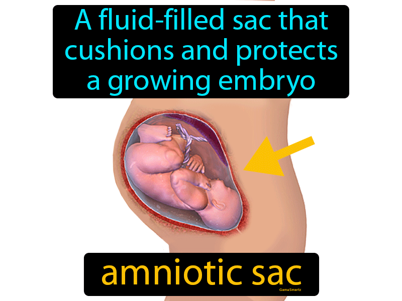 Amniotic Sac Definition