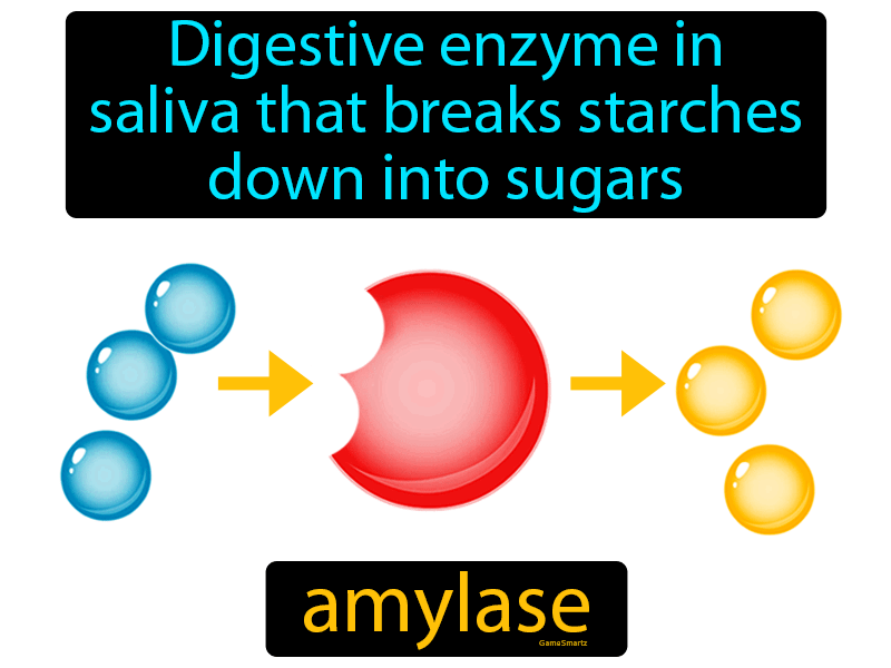 Amylase Definition Image GameSmartz