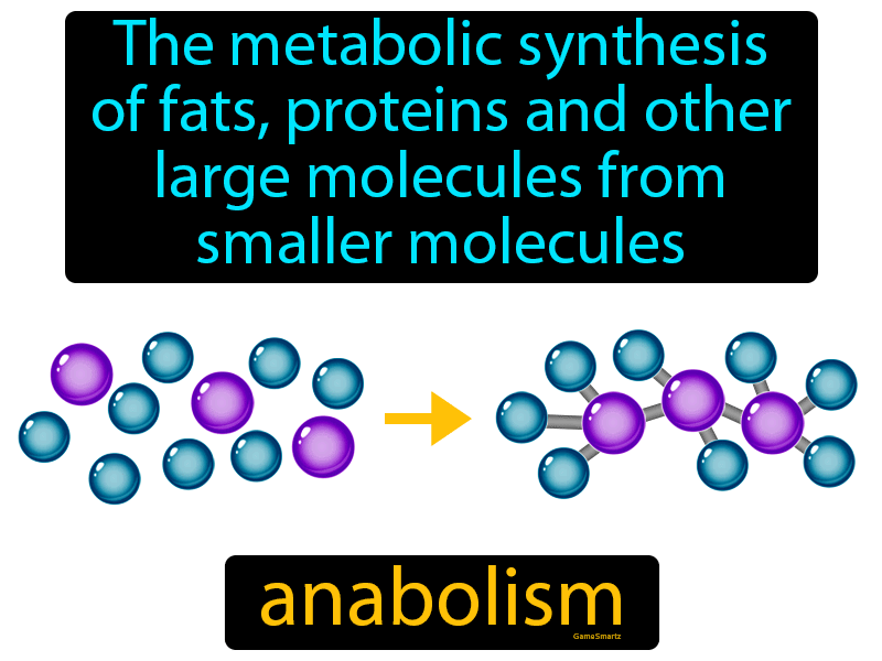 Anabolism Definition