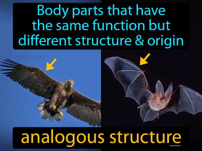 Analogous Structure Definition