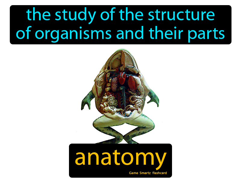 Anatomy Definition