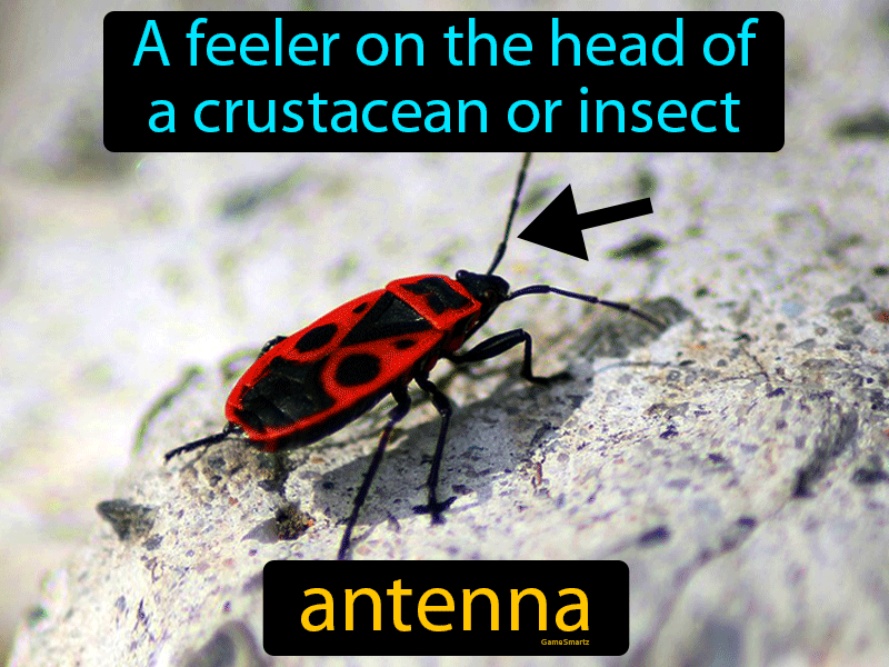 Antenna Definition