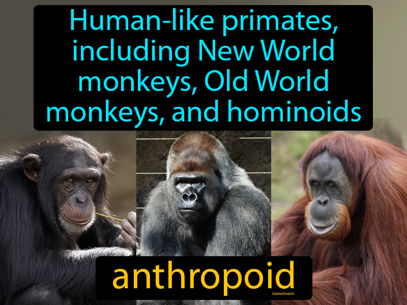 Anthropoid Definition