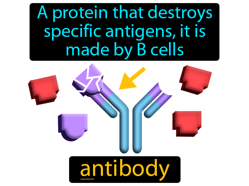 Antibody Definition