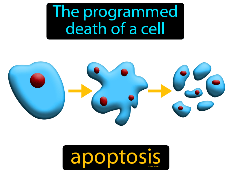 Apoptosis Definition