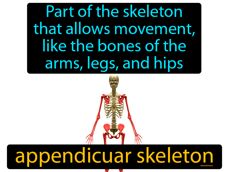 Appendicular Skeleton Definition