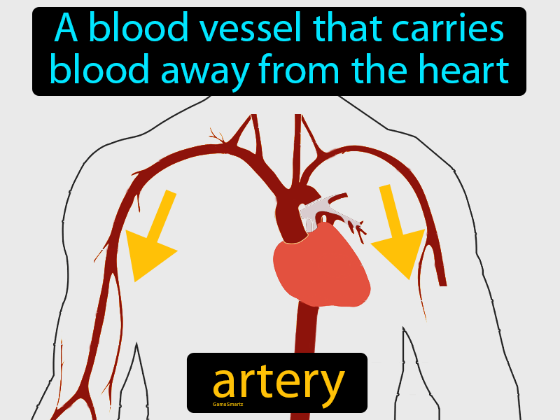 Artery Definition