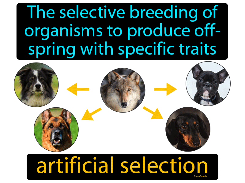 Artificial Selection Definition