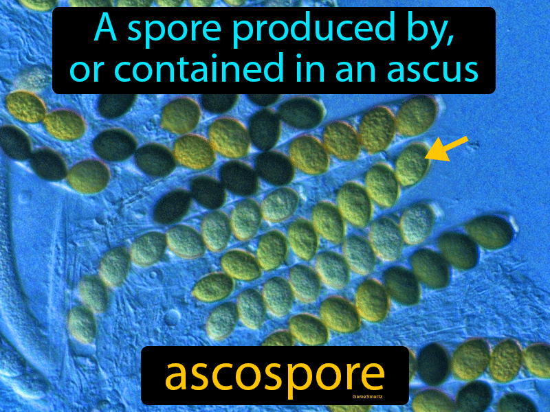 Ascospore Definition