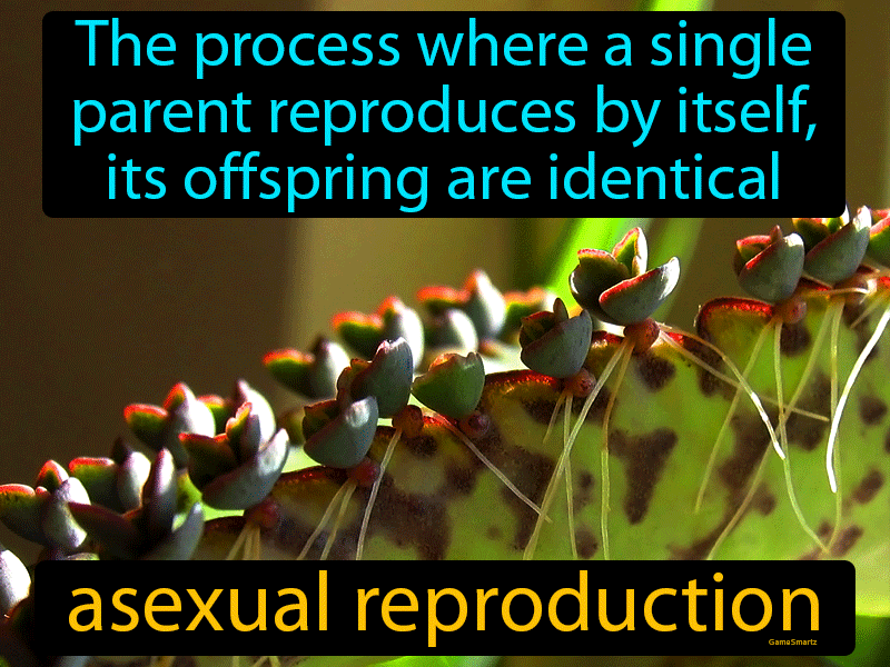 Asexual Reproduction Definition