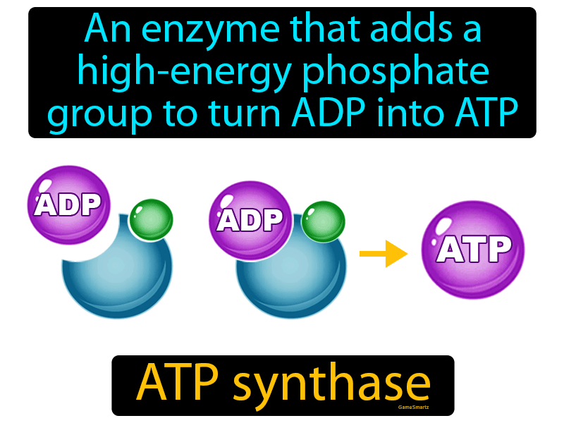 ATP Synthase Definition