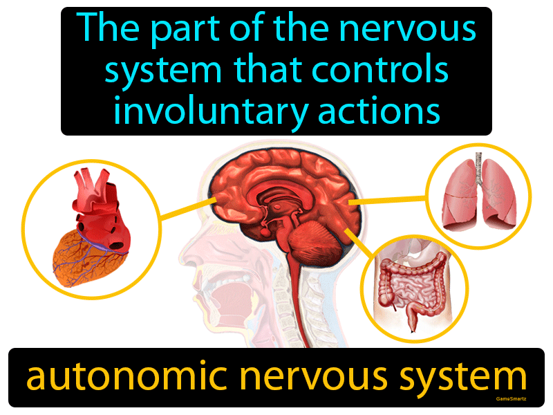 Autonomic Nervous System Definition