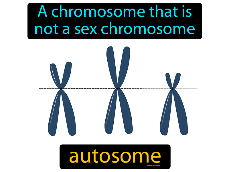 Autosome Definition