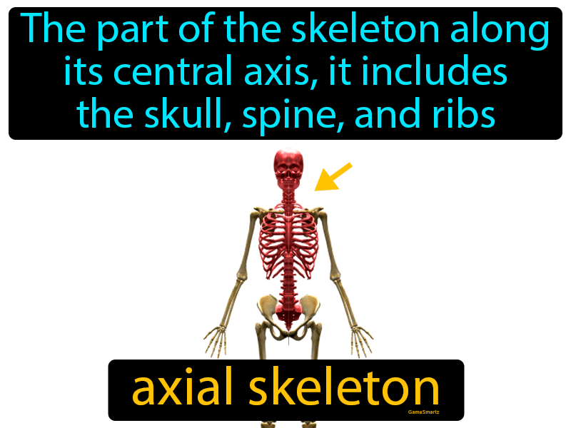 Axial Skeleton Definition