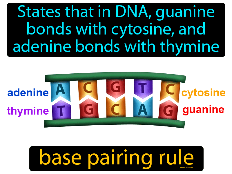 Base Pairing Rule Definition