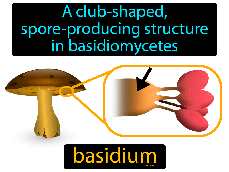 Basidium Definition