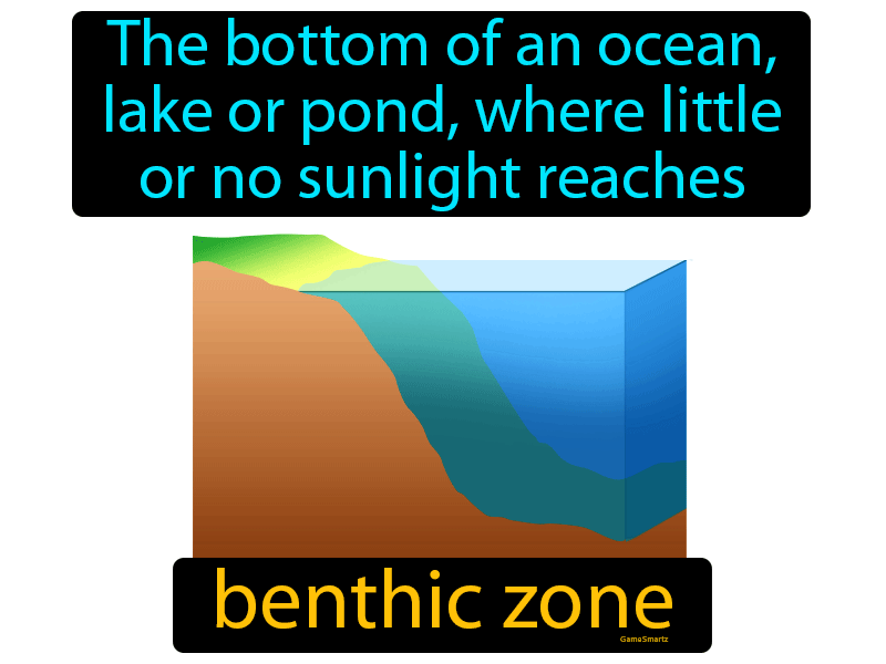 Benthic Zone Definition