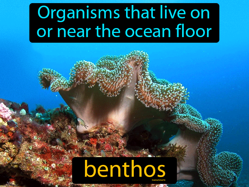 Benthos Definition
