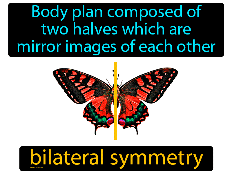 Bilateral Symmetry Definition