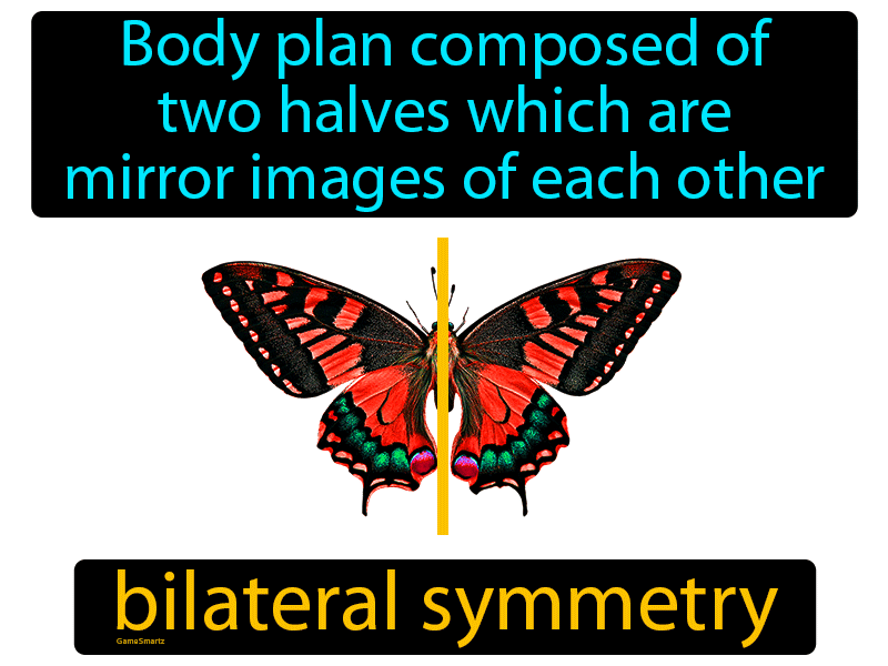 Bilateral Symmetry Definition Image GameSmartz