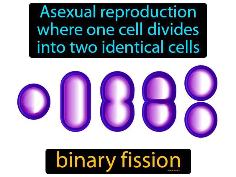 Binary Fission Definition