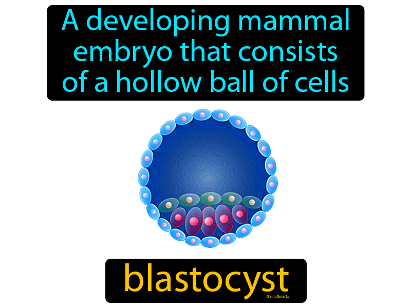 Blastocyst Definition