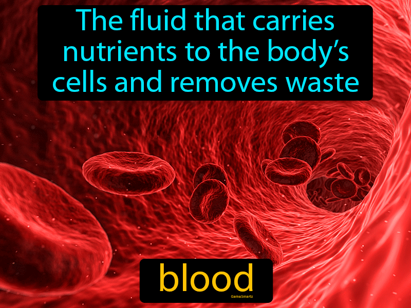 Blood Definition Easy To Understand