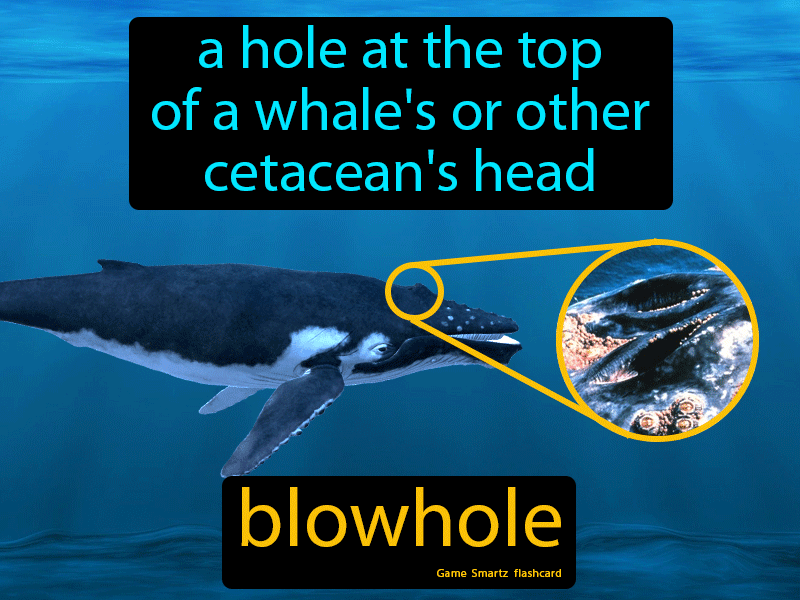 Blowhole Definition
