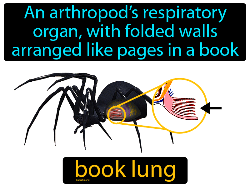 Book Lung Definition