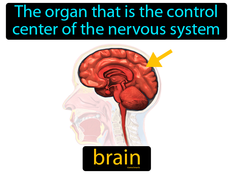 Brain Definition