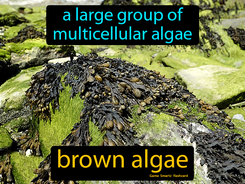 Brown Algae Definition
