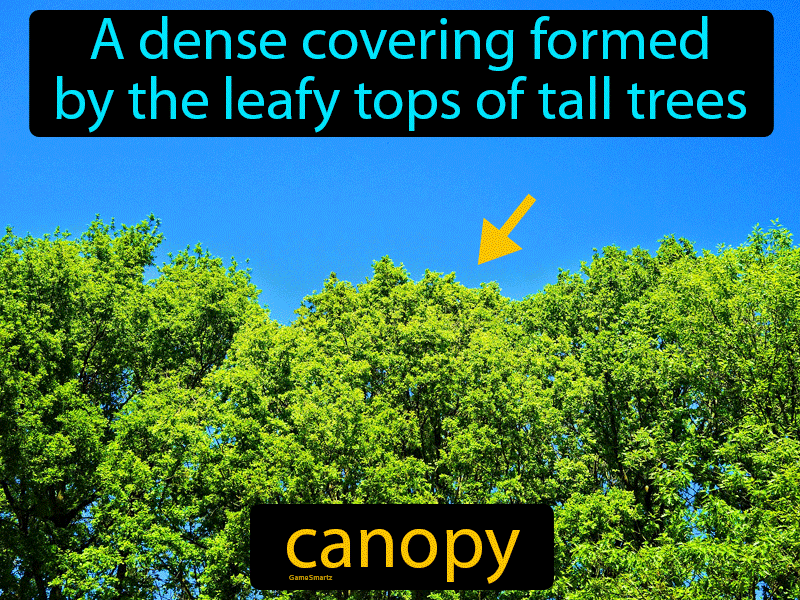 Canopy Definition