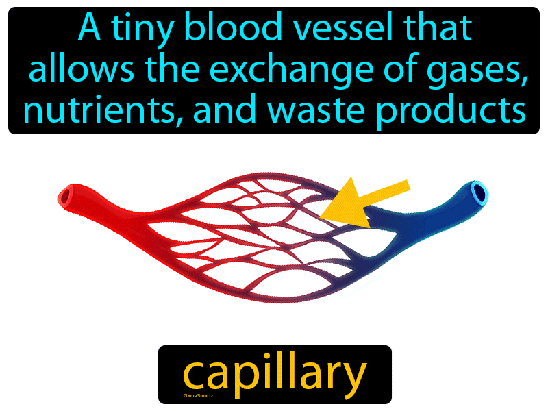 Capillary Definition