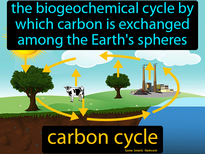 Carbon Cycle Definition