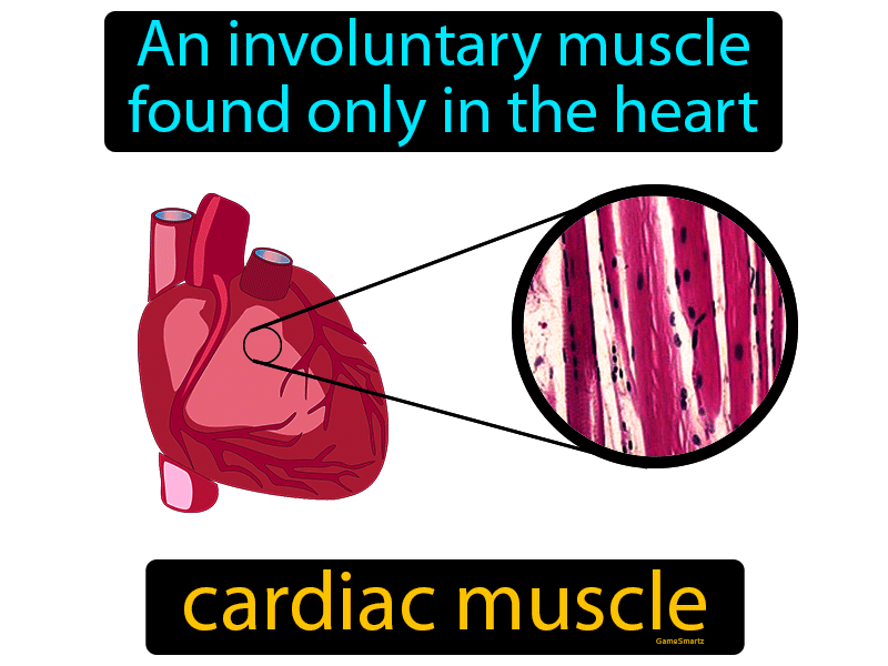 Cardiac Muscle Definition