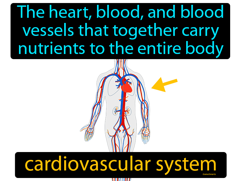 Cardiovascular System Definition