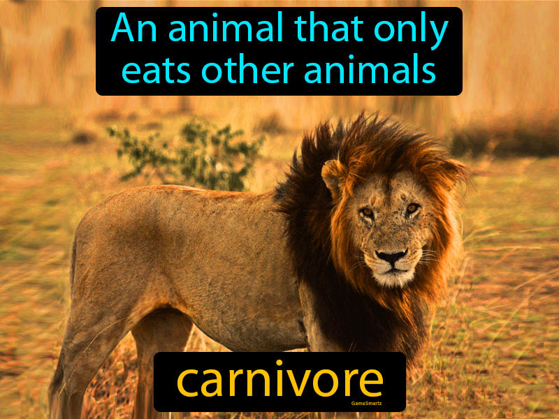 Carnivore Definition And Image Gamesmartz 4901