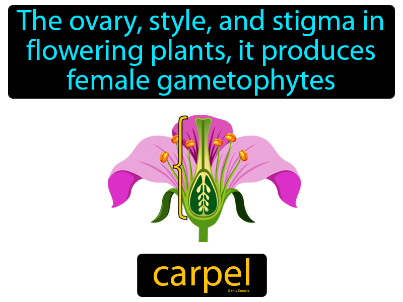 Carpel Definition