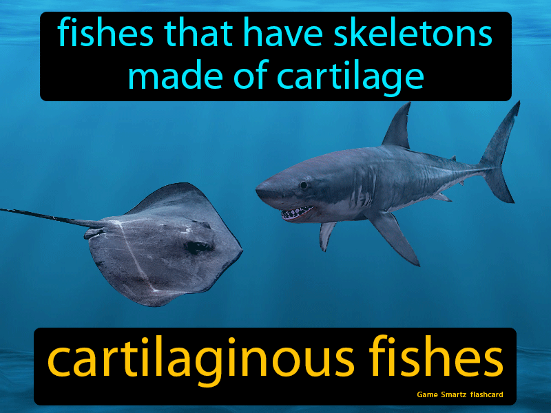 Cartilaginous Fishes Definition