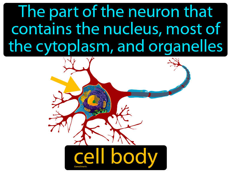 Cell Body Definition