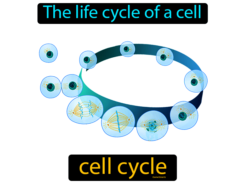 Cell Cycle Definition
