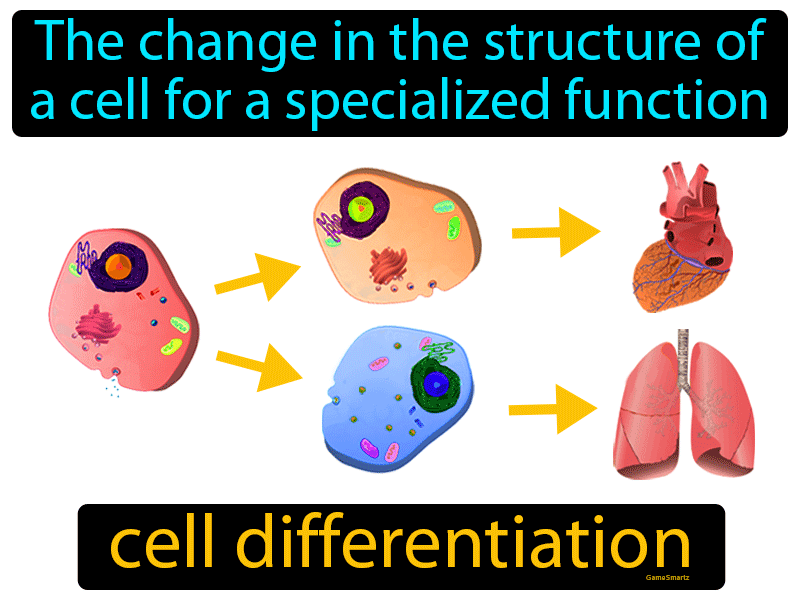 Cell Differentiation Definition