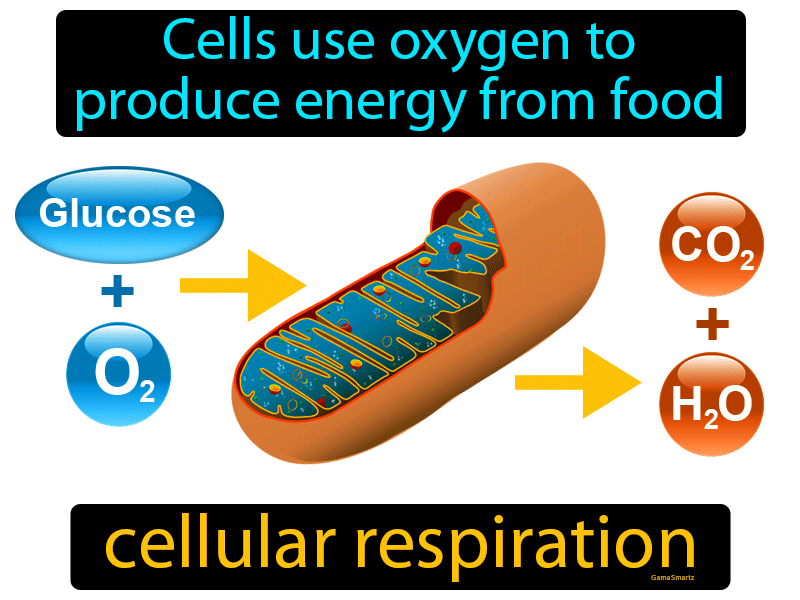 Cellular-respiration Definition | GradesUp.gg