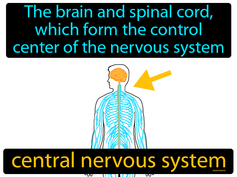 Central Nervous System Definition