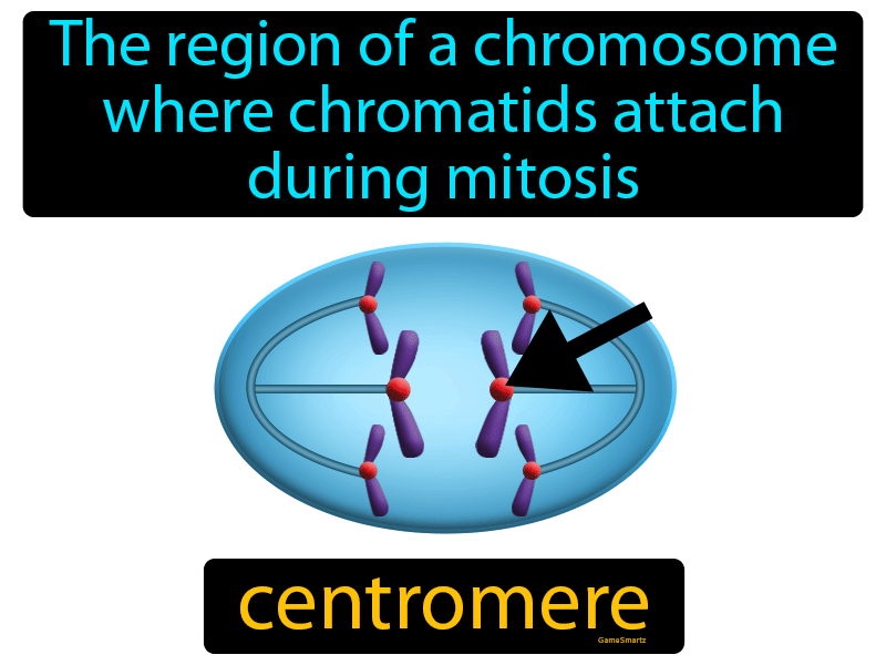Centromere Definition