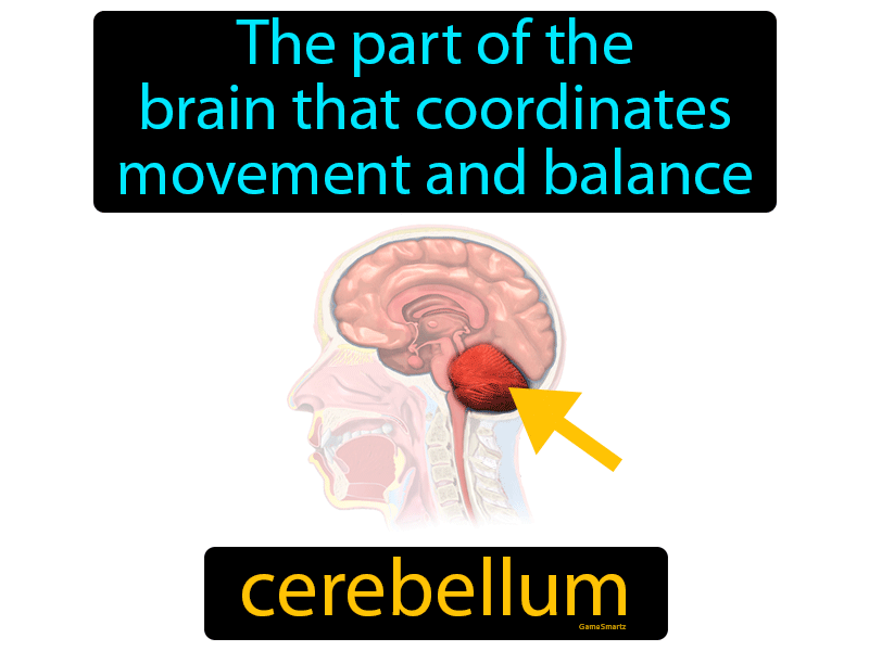 Cerebellum Definition