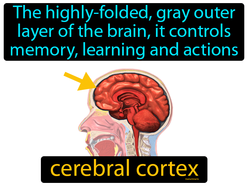Cerebral Cortex Definition