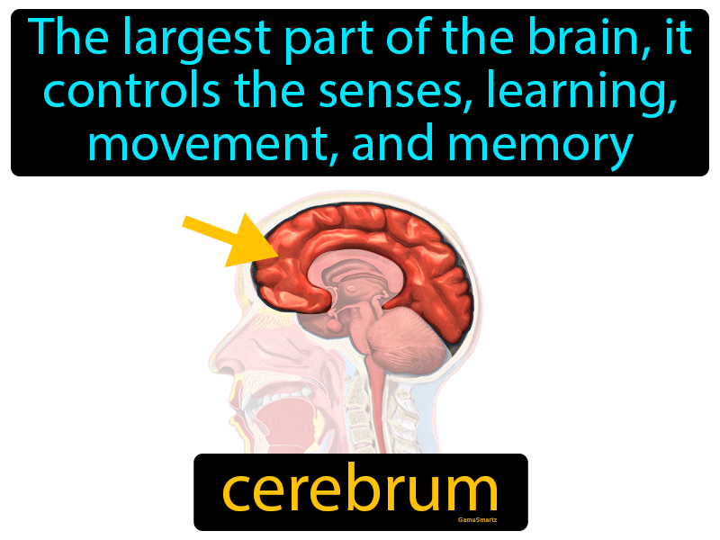 Cerebrum Definition