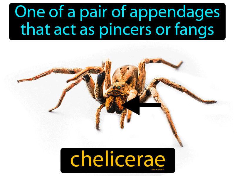 Chelicerae Definition